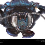 Insects Unlocked thumbnail