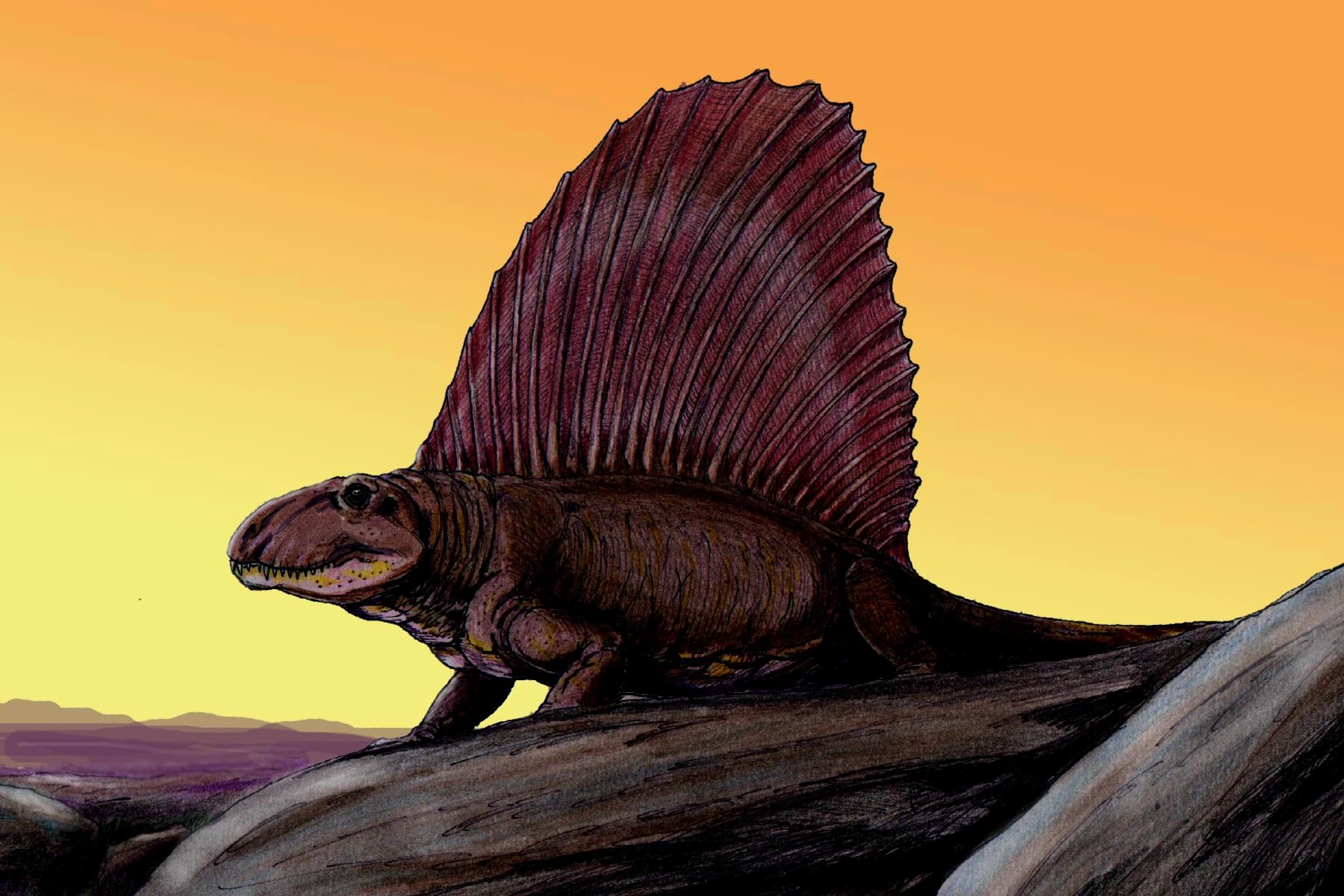 'Dimetrodon grandis on sunrise', Dmitry Bogdanov (CC BY 3.0 Unported)