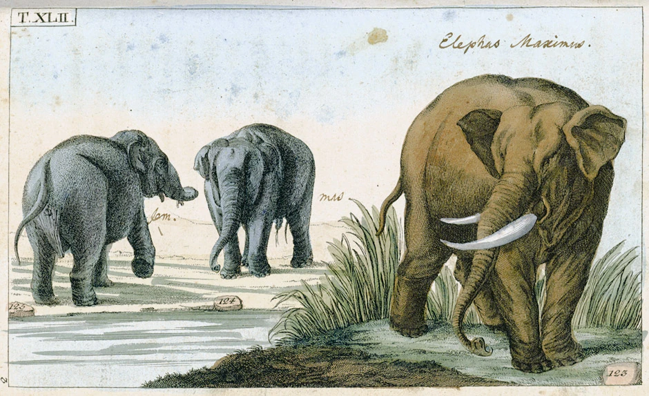 Two different hues of moon elephant