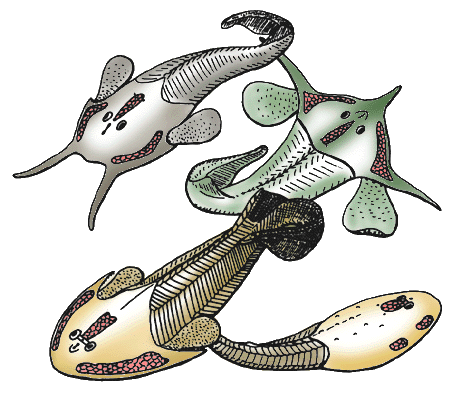 'Tauraspis, Hoelaspis, Tremataspis, Zenaspis' by Philippe Janvier on Wikimedia Commons. CC BY 3.0 Unported