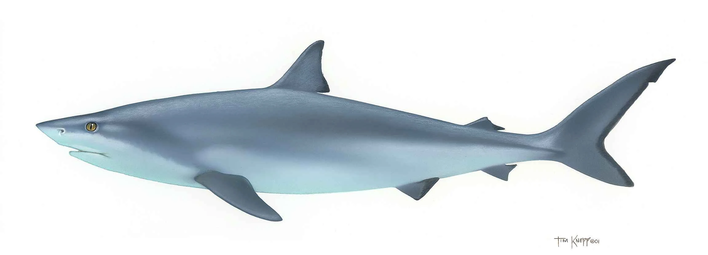 Knepp Timothy, 'Shark': http://commons.wikimedia.org/wiki/File:Shark_fish_chondrichthyes.jpg