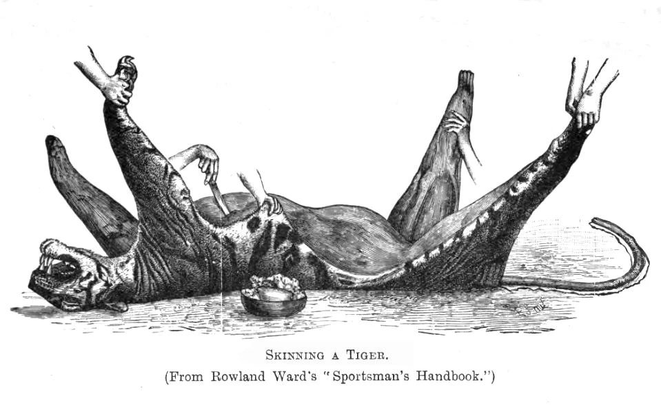 A tiger lays a curse upon its slayer.